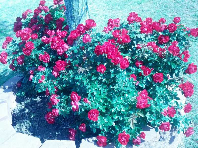 नेहरू चाचा जन्म दिवस / जयंती