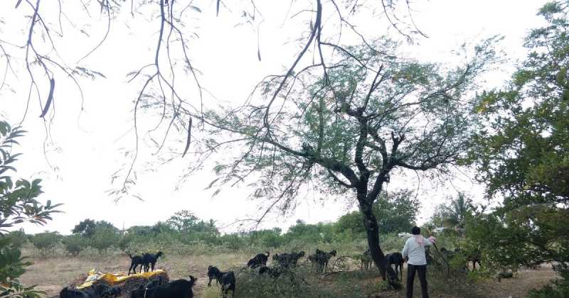 ह्या दुष्काळाच नक्की करायचं तरी काय??