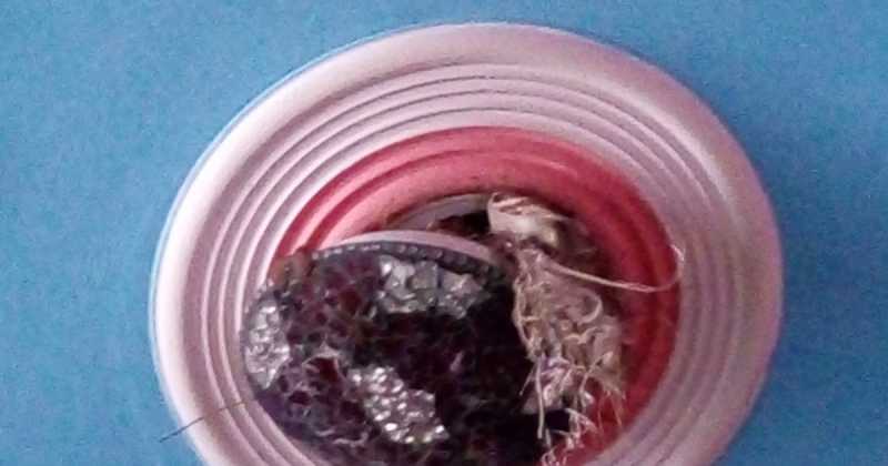 चिड़िया और इंसान