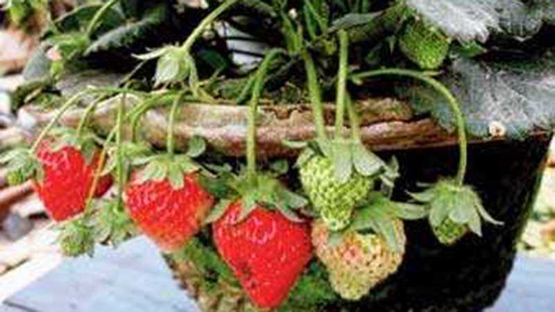 টবে স্ট্রবেরি চাষ পদ্ধতি |
