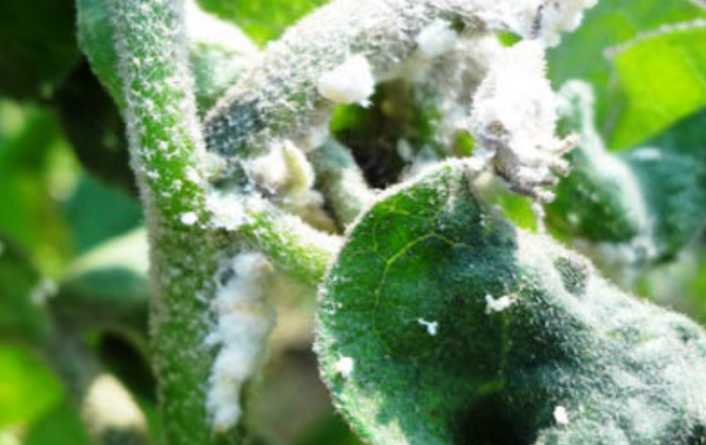 বেগুনের ছাতরা পোকা