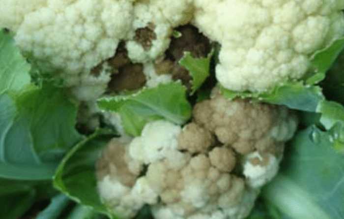 ফুলকপির কার্ড পচা রোগ |