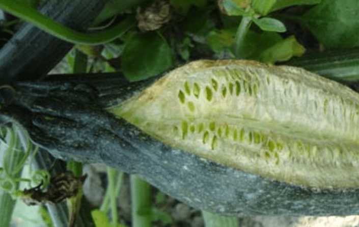 স্কোয়াশ ফেটে যাওয়া সমস্যা |