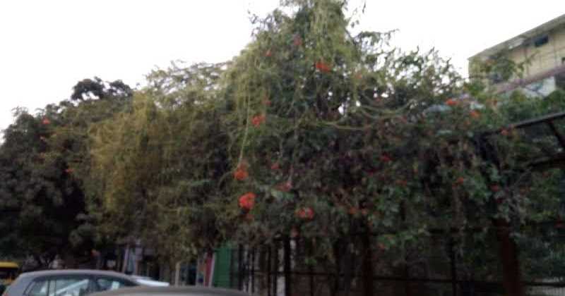 अमरबेल (वर्ण पिरामिड )