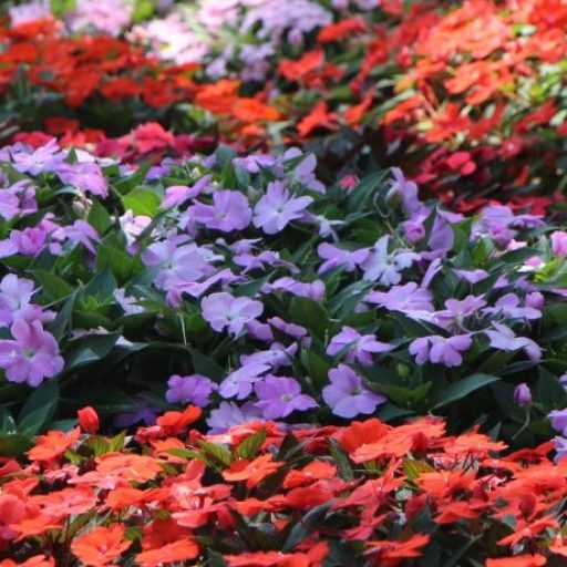 ભારતીય શાસ્ત્રનું આધુનિક દર્શન : સામવેદ - ૧૨ - ચિરાગ પટેલ