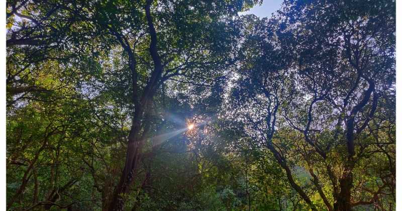 जावळीच्या जंगलातला वासोटा (अनुभव - सुप्रिया गाडे, सागर कुलकर्णी, अमित देशमुख)