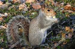 அணிலாடும் முன்றில் அல்லோலப்படுது மண்ணில்