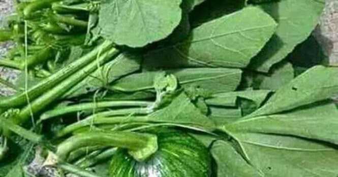 स्वस्थ जीवन और फिटनेस का मूलमंत्र बन गया है 