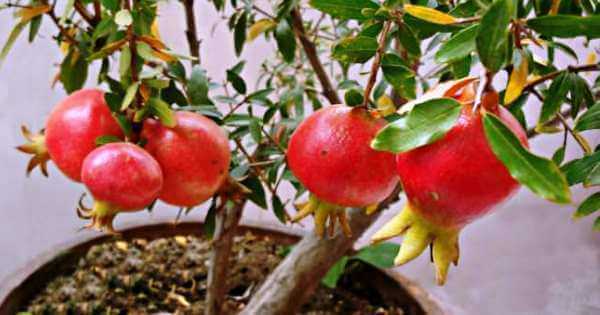 ছাদে বেদানার চাষ পদ্ধতি |