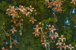 భాగ్యలతా కాలనీ