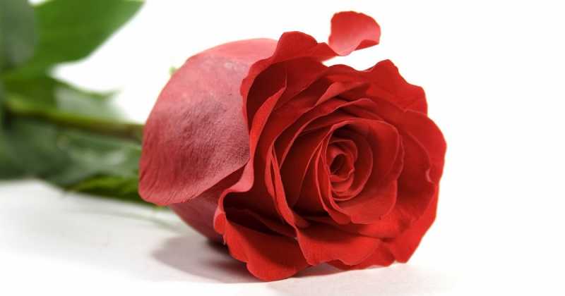 à¤µà¥ à¤¸à¥à¤°à¥à¥ à¤²à¤¾à¤² à¥à¥à¤²à¤¾à¤¬ ...|