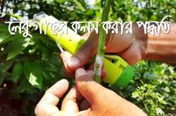 লেবু গাছের কলম করার পদ্ধতি |