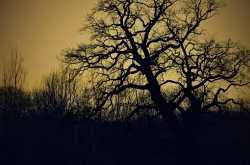 पेड़ का इंतकाम - एलेनोर एफ लेविस की कहानी का हिन्दी अनुवाद