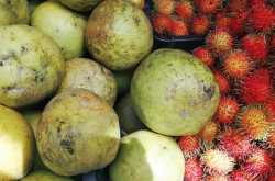 २५७. फिलिपिन्स नोंदी: भाग ३: कोताबातो, स्वातंत्र्यदिन आणि राष्ट्रीयता