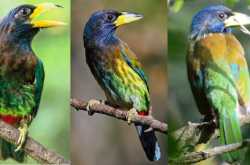 पहाड़ों की कोयल हिलांस