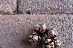 à²à²²à³à²²à²²à³à²²à²¿ à²à²¦à³à²°à²¿à²¦ à²¬à³à²à²à²³à³: à²à³à²·à²¿ à²à²²à²¾à²à³à²¯ à²à²¤à²¿à²¦à³à²¡à³à²¡ à²ªà³à²°à²®à²¾à²¦!