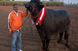 “विक्की डोनर” भैंसा! मलिक को हर महीने कमा कर देता है 187000