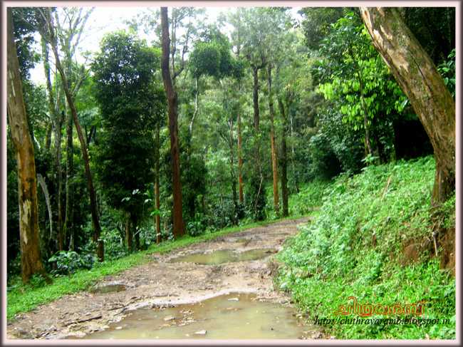 നെല്ലിയാമ്പതി 2: മാമ്പാറയുടെ ഉച്ചിയിലേക്ക്