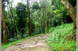 നെല്ലിയാമ്പതി 2: മാമ്പാറയുടെ ഉച്ചിയിലേക്ക്