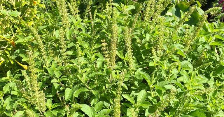 మాలిక పత్రిక ఏప్రిల్ సంచిక 2018 విడుదల