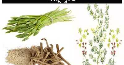 à¤¶à¤¤à¤¾à¤µà¤°à¥ à¤à¥ 21 à¤«à¤¾à¤¯à¤¦à¥, à¤¨à¥à¤à¤¸à¤¾à¤¨ à¤à¤° à¤à¤°à¥à¤²à¥ à¤¨à¥à¤¸à¥à¤à¥