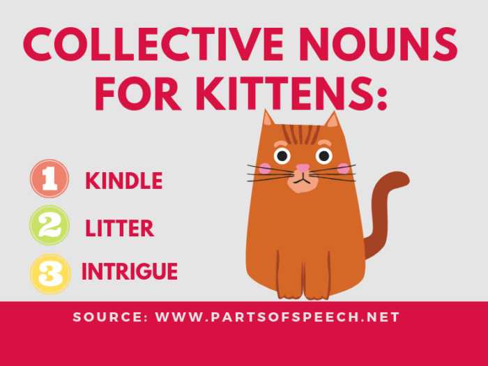 (3+9) Collective Noun For Cats And Kittens - PARTS OF SPEECH