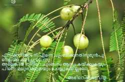 ചുംബനം - Universal scraps