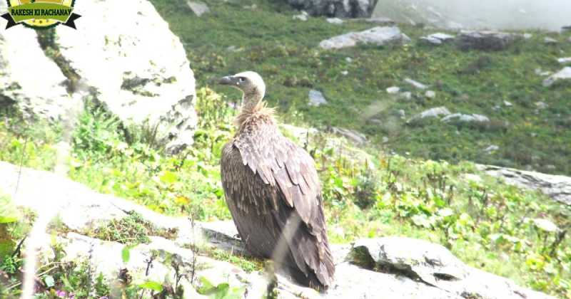   फोटोग्राफी : पक्षी 62 (Photography : Bird 62)