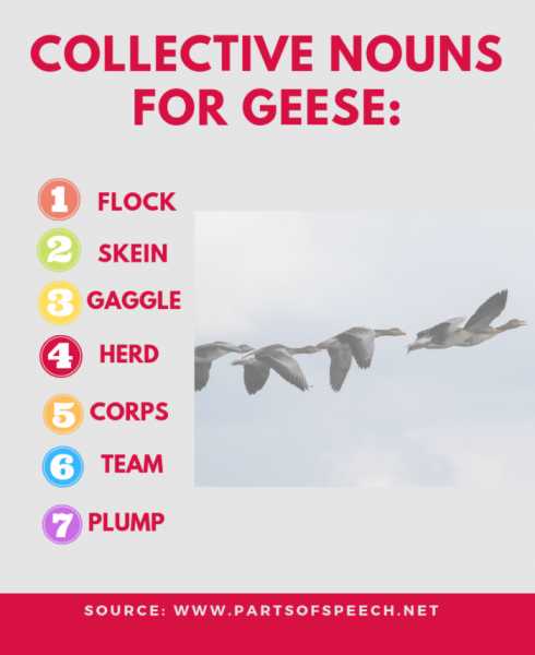 (7+3) Collective Noun For Geese And Elephants - PARTS OF SPEECH