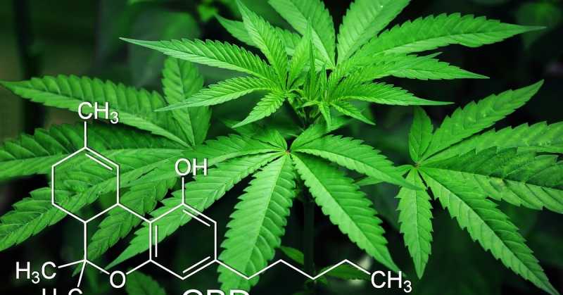  7 Diseases That Can Be Cured By Using Cannabis