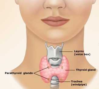 थायराइड के 7 शुरूआती लक्षण : Thyroid Symptoms In Hindi