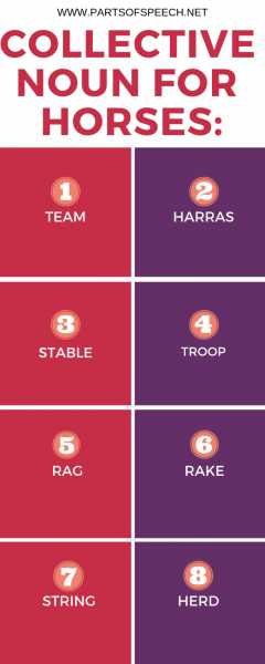 (8+4) Collective Noun For Wolves And Horses - PARTS OF SPEECH