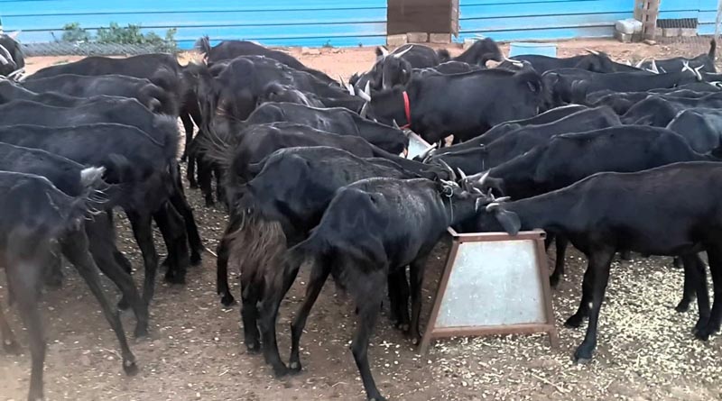 ব্ল্যাক বেঙ্গল ছাগলের কৃত্রিম প্রজনন পদ্ধতি – Ajkerkrishi.com আজকের কৃষি -প্রজন্মের ই কৃষি। Improving Agriculture, Gardening, Agribusiness Insurance