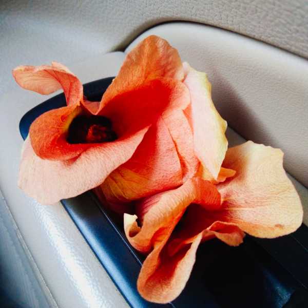  A Berry Ride To The Green House Of Dubai