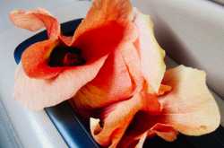  A Berry Ride to the Green House of Dubai