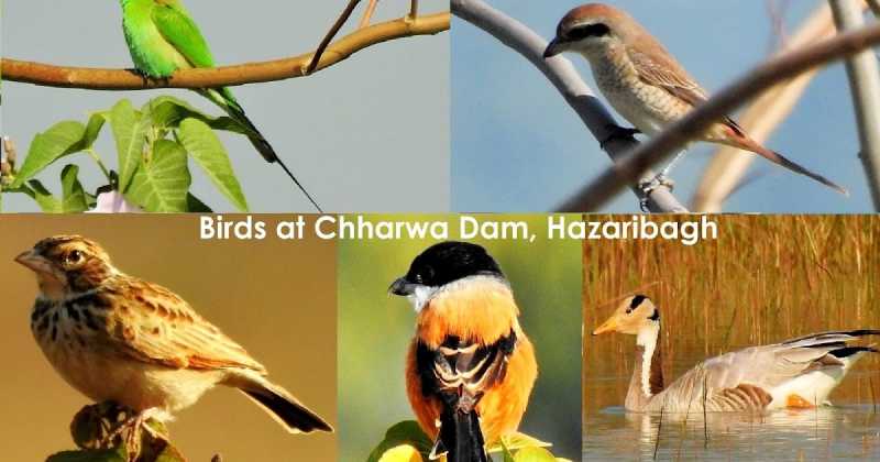 पक्षियों के संग हजारीबाग के रंग  A Birding Trip To Charwa Dam Hazaribagh