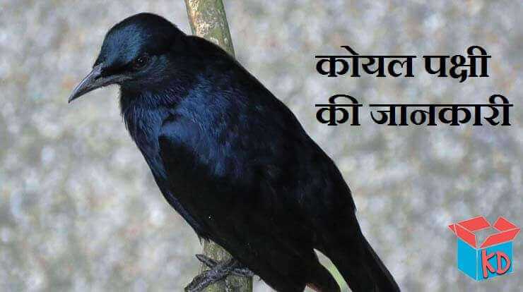 कोयल पक्षी की जानकारी About Cuckoo In Hindi - Knowledge Dabba