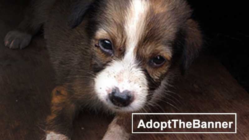#AdoptTheBanner