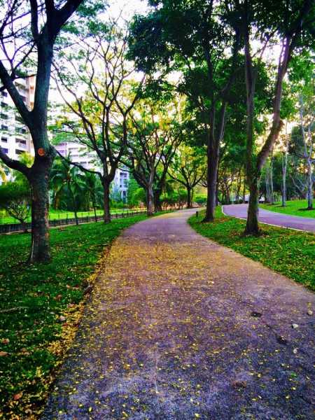 अमलतास (Amaltas)