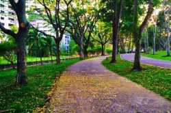 अमलतास (Amaltas)