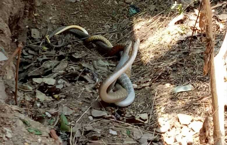 धामन सांप का अद्भुत प्रणय वीडियो - Amazing Rat Snake Mating Video 