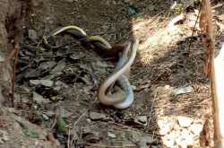 धामन सांप का अद्भुत प्रणय वीडियो - amazing rat snake mating video 