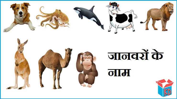 जानवरों के नाम की सूची Animals Name In Hindi - Knowledge Dabba