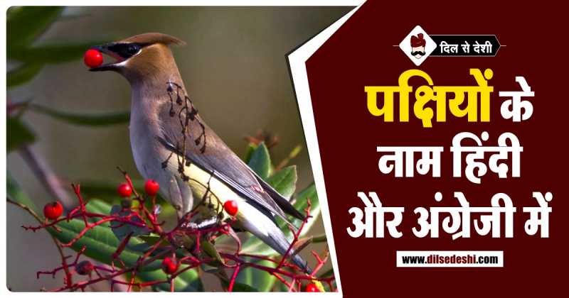 पक्षियों के नाम हिंदी और अंग्रेजी में | Birds Name In Hindi And English