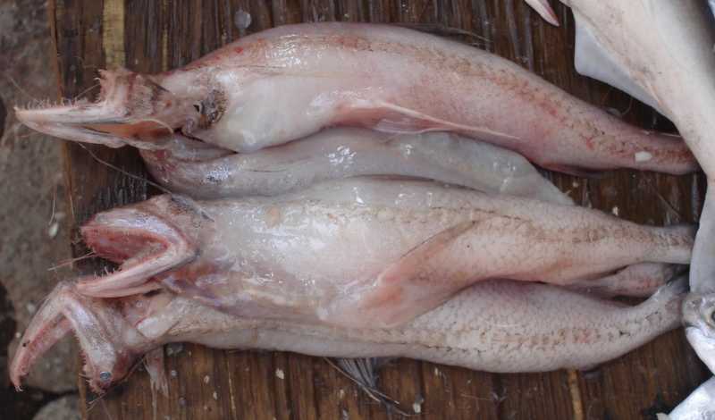  Bombay Duck -  Love It Or Hate It - Can