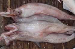  Bombay Duck -  Love it or Hate it - Can\