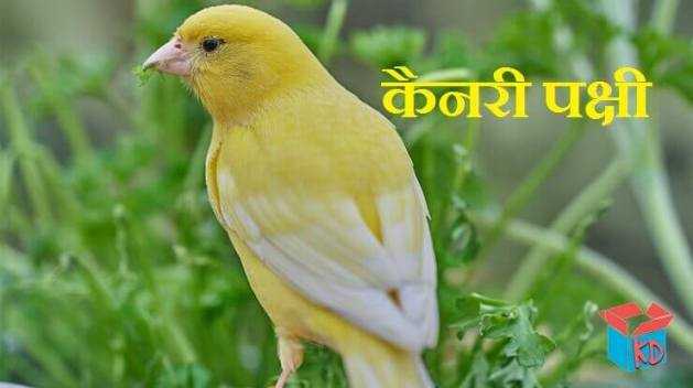 कैनरी पक्षी की रोचक जानकारी Canary Bird In Hindi - Knowledge Dabba