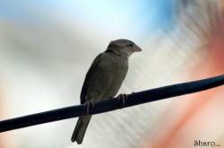  Captain Sparrow... the চড়াই পাখি...