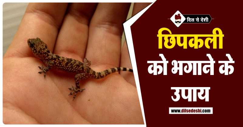 छिपकली को भगाने के घरेलु नुस्खा | Chipkali Ko Bhagane Ka Gharelu Nuskha