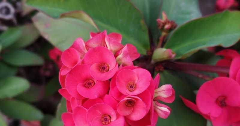 ऐसे आया मेरे घर-आँगन में वसंत.. Colours Of Spring